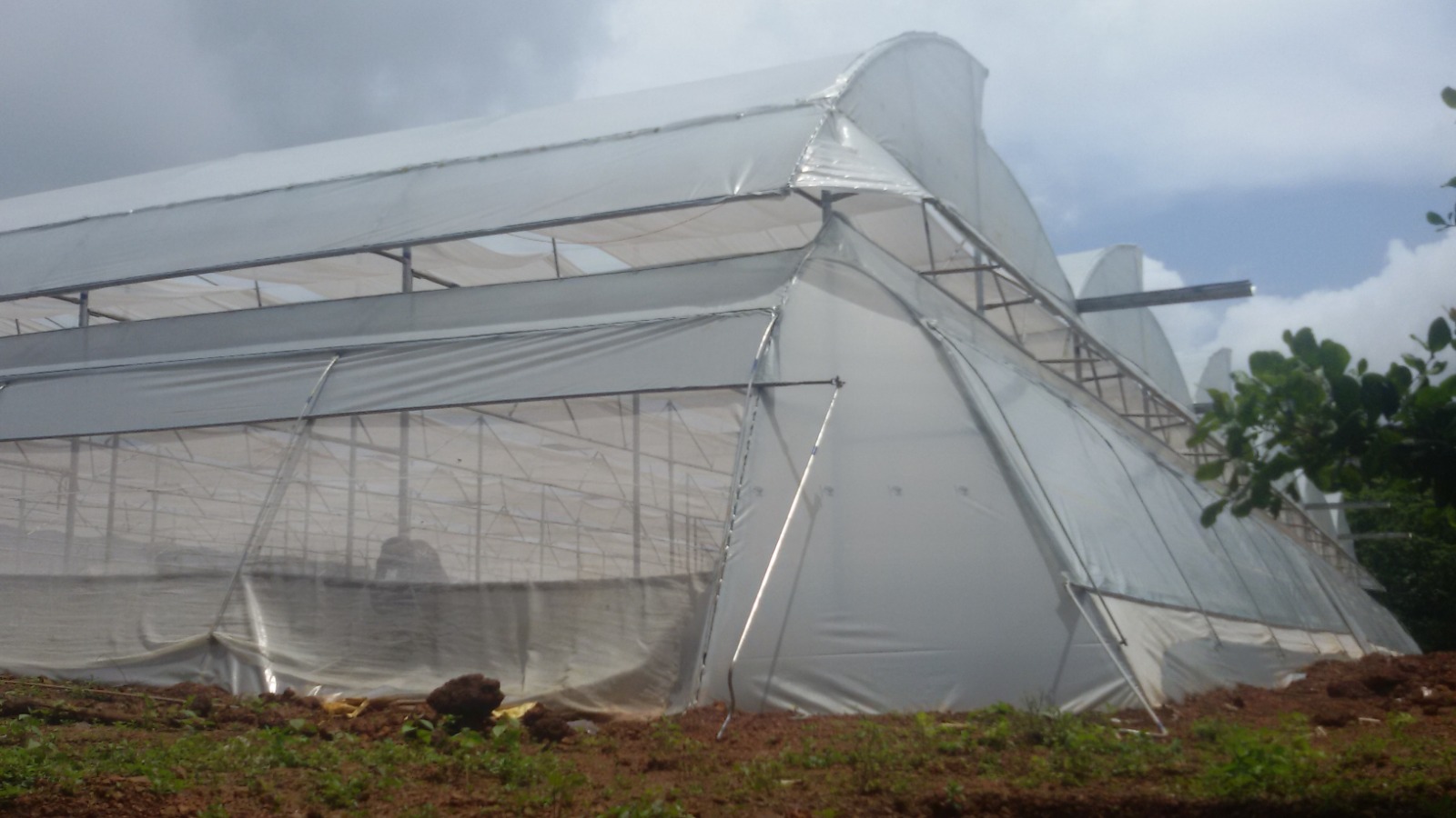 Greenhouse Project 51